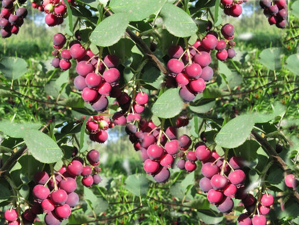  Świdośliwa 'Amelanchier ' Martin - zdjęcie główne