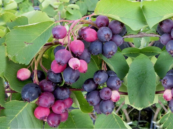 Świdośliwa 'Amelanchier ' Nelson - zdjęcie główne