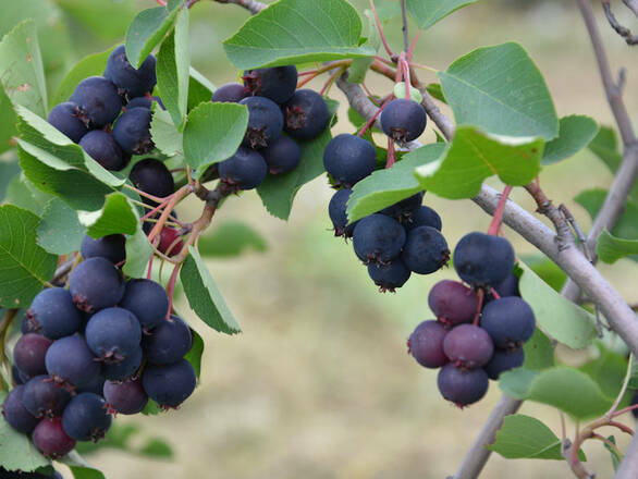 Świdośliwa 'Amelanchier ' Northline - zdjęcie główne