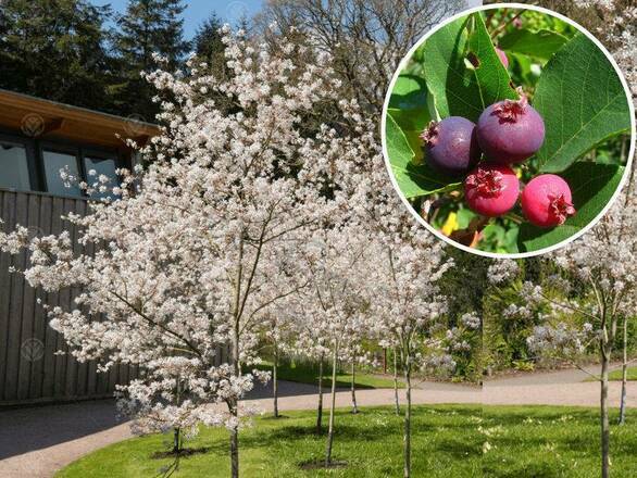  Świdośliwa  Na pniu 'Amelanchier ' Pembina - zdjęcie główne