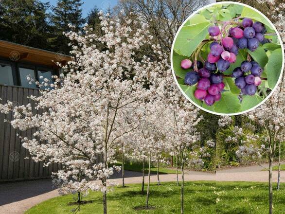  Świdośliwa  Na pniu 'Amelanchier ' Obelisk - zdjęcie główne