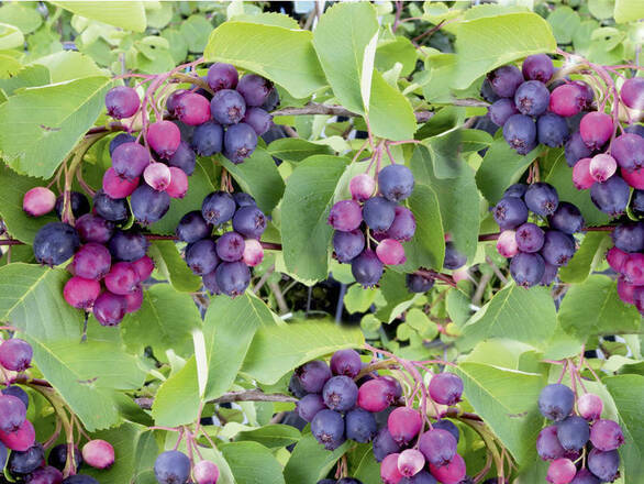 Świdośliwa 'Amelanchier ' Smoky - zdjęcie główne