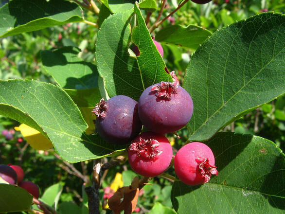  Świdośliwa 'Amelanchier ' Success - zdjęcie główne