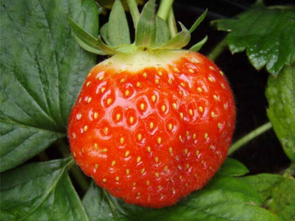  Truskawki Zestaw 12szt. 'Fragaria ananasa' Honeyo  - zdjęcie główne