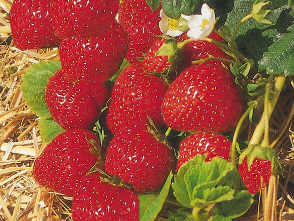 Truskawki Zestaw 12szt. 'Fragaria ananasa' Senga - zdjęcie główne