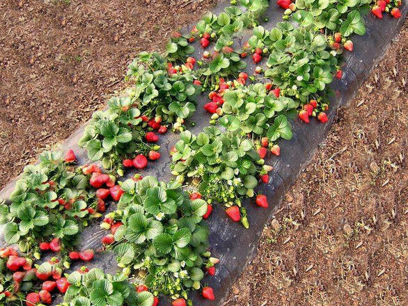 Truskawki Zestaw 12szt. 'Fragaria ananasa' Selva - zdjęcie główne