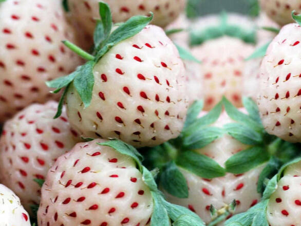 Truskawki Zestaw 12szt. 'Fragaria ananasa' Pinabery - zdjęcie główne