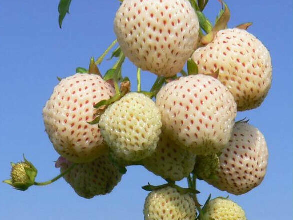 Truskawka Biała 'Fragaria ananasa' Pinabery - zdjęcie główne