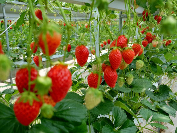 Truskawka 'Fragaria ananasa' Zwisająca - zdjęcie główne