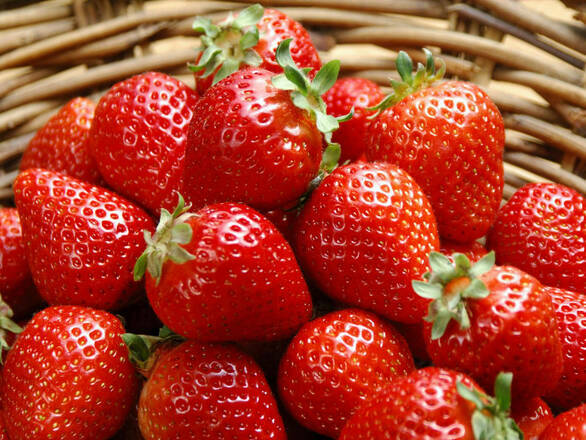 Truskawka 'Fragaria ananasa' Kent 2szt. - zdjęcie główne