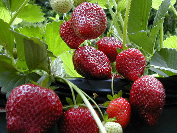 Truskawka 'Fragaria ananasa' Dukat 2szt. - zdjęcie główne