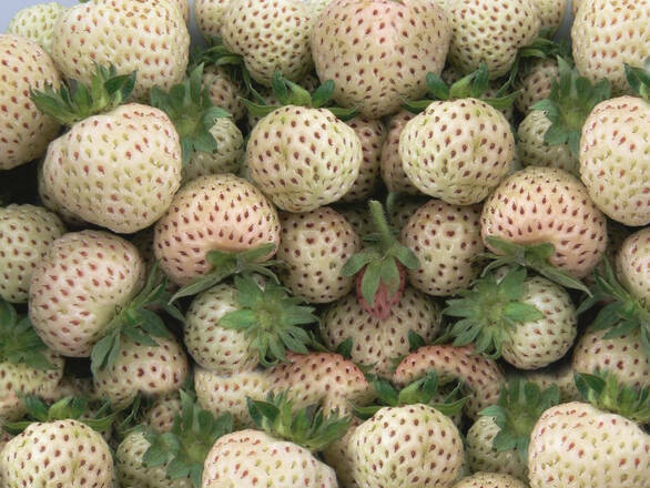 Truskawka Biała 'Fragaria ananasa' Ananas 2szt. - zdjęcie główne