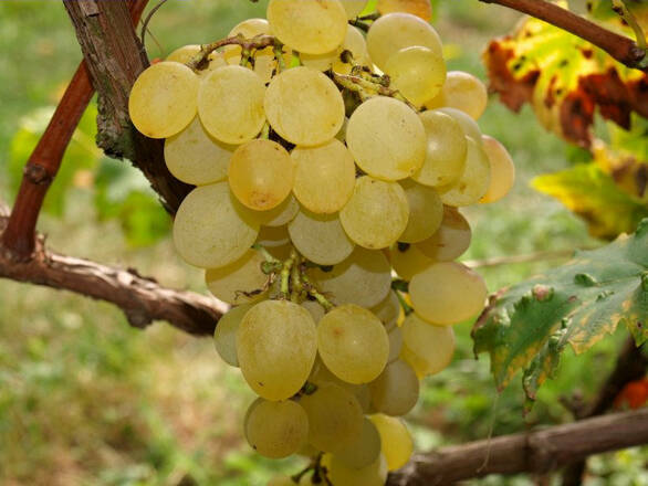  Winorośl 'Vitis' Alden - zdjęcie główne