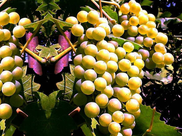  Winorośl 'Vitis' Interlaken - zdjęcie główne