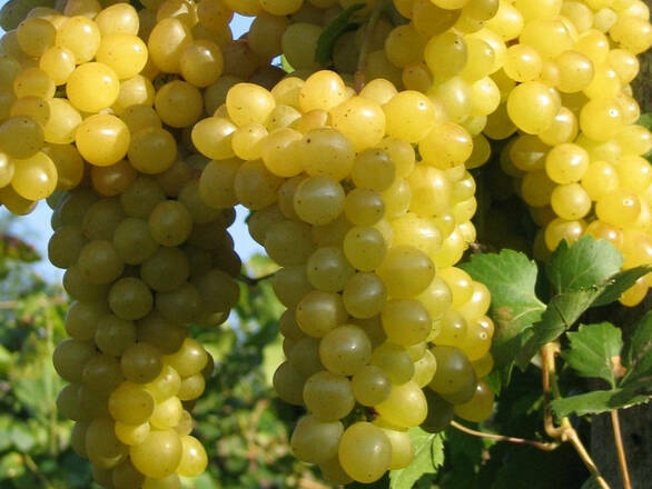 Winorośl 'Vitis' Iza Zaliwska - zdjęcie główne