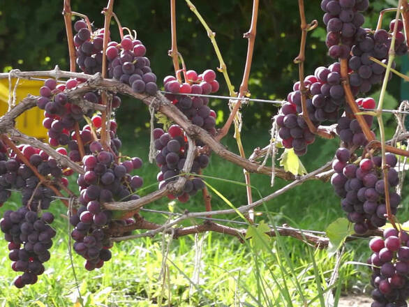  Winorośl 'Vitis' Kernling Czerwony - zdjęcie główne