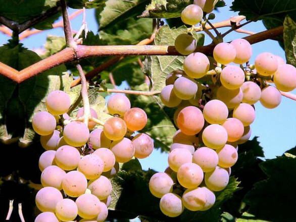  Winorośl 'Vitis' Refren Biały - zdjęcie główne