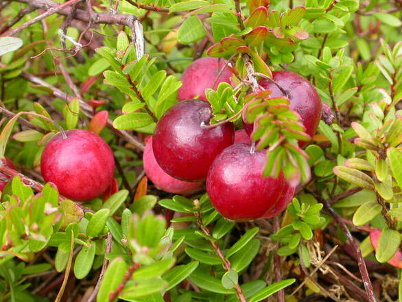   Żurawina 'Vaccinium' Pilgrim - zdjęcie główne