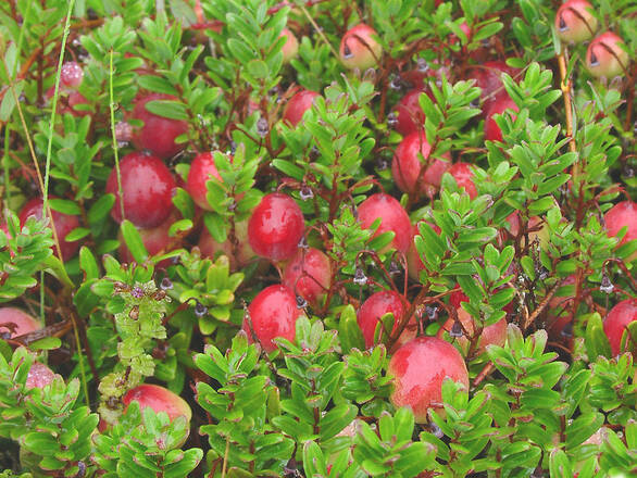   Żurawina 'Vaccinium' Early Black - zdjęcie główne