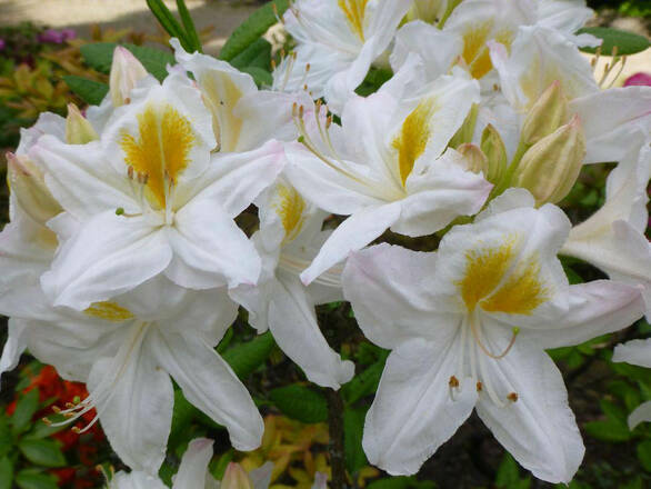Azalia wielkokwiatowa 'Rhododendron' Biała - zdjęcie główne
