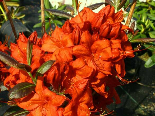 Azalia wielkokwiatowa  'Rhododendron' Bordowa - zdjęcie główne