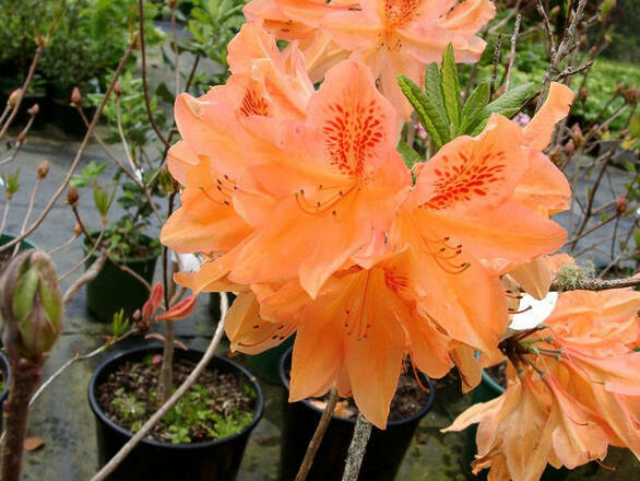  Azalia wielkokwiatowa  'Rhododendron' Apricot - zdjęcie główne