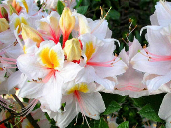  Azalia wielkokwiatowa  'Rhododendron' Arima - zdjęcie główne