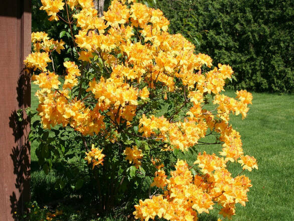  Azalia wielkokwiatowa  'Rhododendron' Golden Light - zdjęcie główne