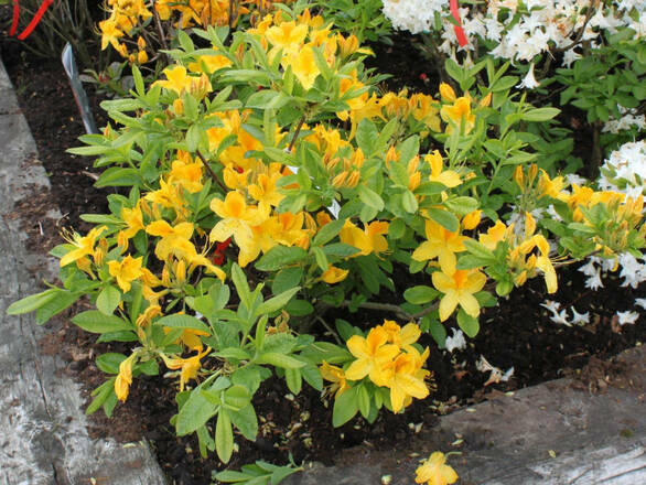  Azalia wielkokwiatowa  'Rhododendron' Goldtopas - zdjęcie główne