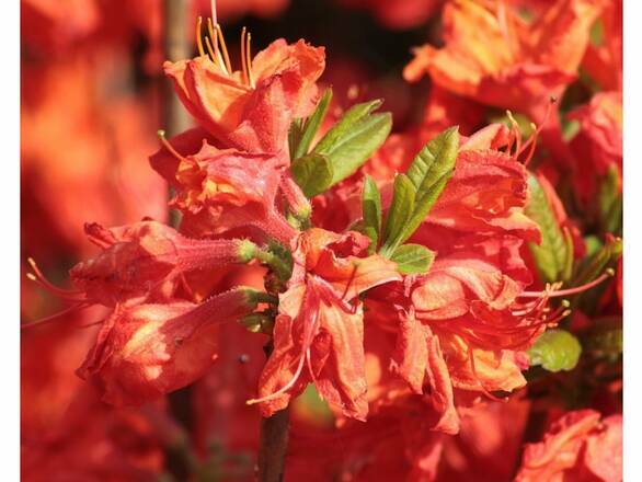  Azalia wielkokwiatowa  'Rhododendron' Juanita - zdjęcie główne