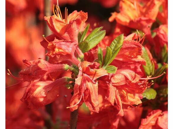Azalia wielkokwiatowa 'Rhododendron' Juanita - zdjęcie główne