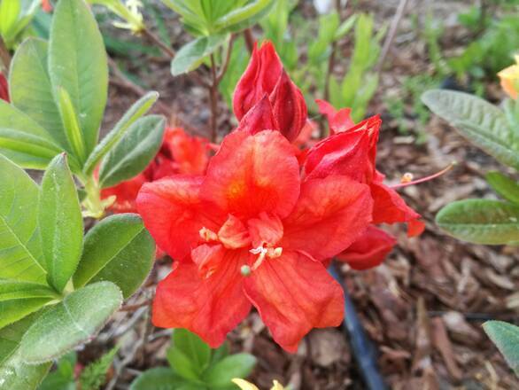  Azalia wielkokwiatowa  'Rhododendron' Nabucco - zdjęcie główne