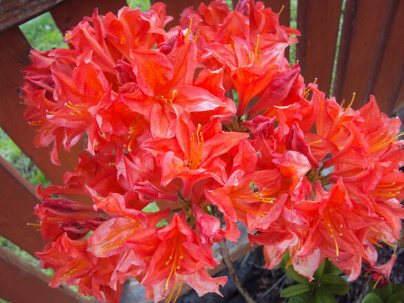 Azalia wielkokwiatowa  'Rhododendron' Czerwona - zdjęcie główne