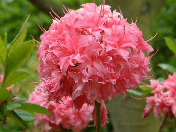  Azalia wielkokwiatowa  'Rhododendron' Różowa - zdjęcie główne