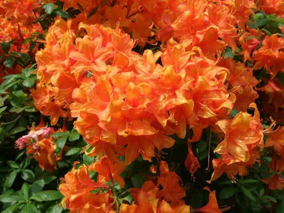  Azalia wielkokwiatowa  'Rhododendron' Pomarańczowa - zdjęcie główne