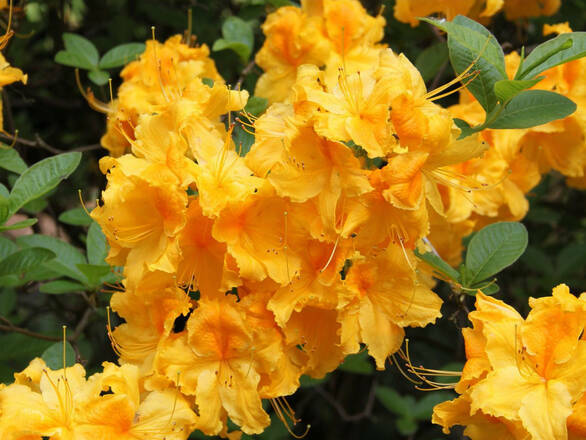 Azalia wielkokwiatowa 'Rhododendron' Żółta - zdjęcie główne