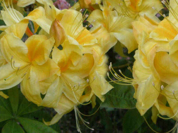  Azalia wielkokwiatowa  'Rhododendron' Golden Sunset Żółta - zdjęcie główne