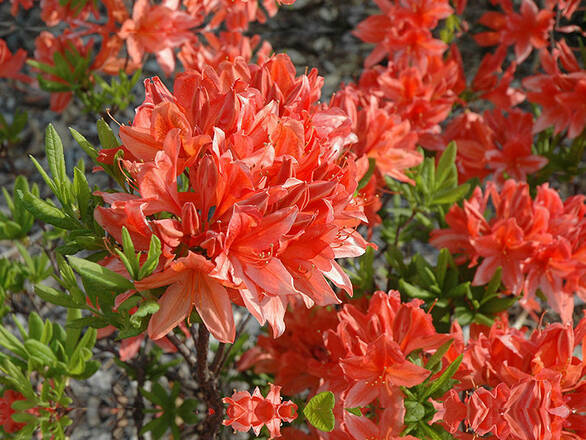 Azalia wielkokwiatowa 'Rhododendron' Feuwerk Krwista - zdjęcie główne