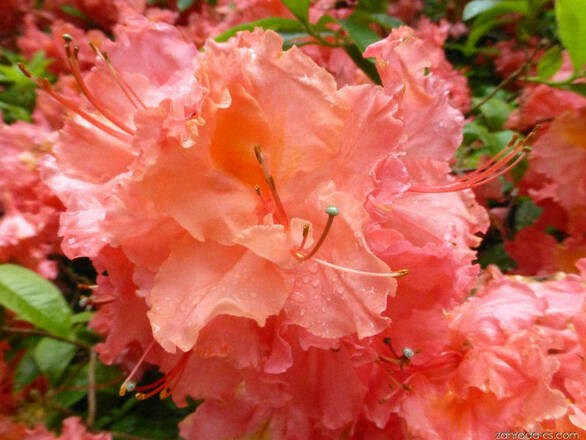  Azalia wielkokwiatowa  'Rhododendron' Sarina Łososiowa - zdjęcie główne
