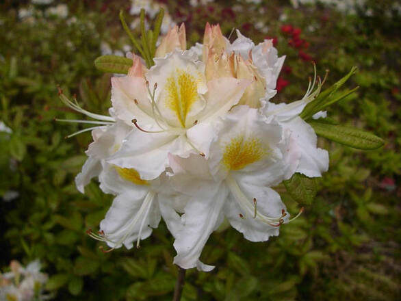 Azalia wielkokwiatowa 'Rhododendron' Schneegold - zdjęcie główne