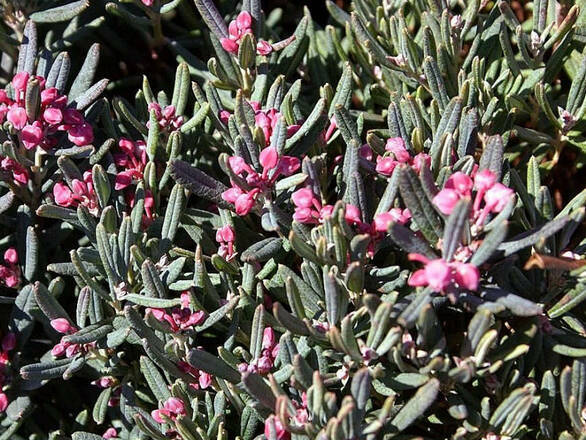  Andromeda  Modrzewnica 'Andromeda polifolia' Blue Ice - zdjęcie główne