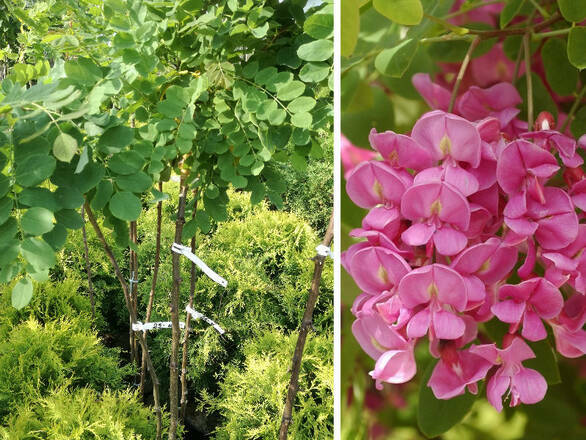  Akacja Szczepiona Na Pniu 'Robinia'  Różowa - zdjęcie główne