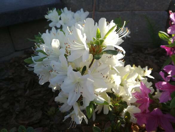  Azalia wielkokwiatowa  'Rhododendron' Biała - zdjęcie główne