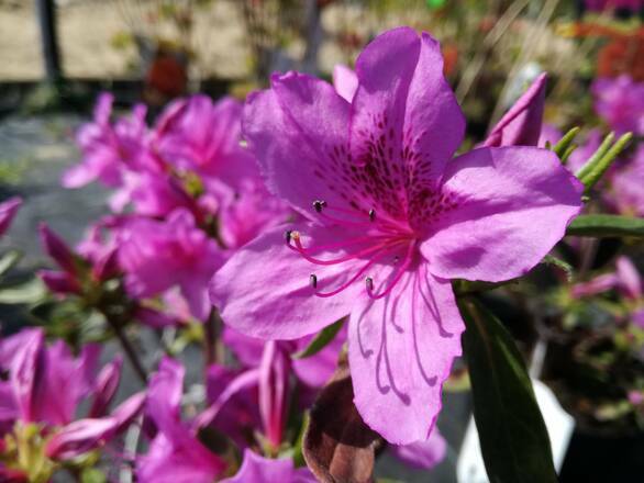 Azalia Japońska 'Rhododendron japonicum' Enzett Lilienstein - zdjęcie główne