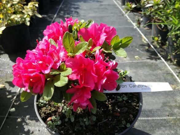  Azalia Japońska  'Rhododendron japonicum' Camzonetta - zdjęcie główne