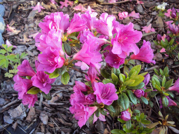 Azalia Japońska 'Rhododendron japonicum' Kermesina - zdjęcie główne