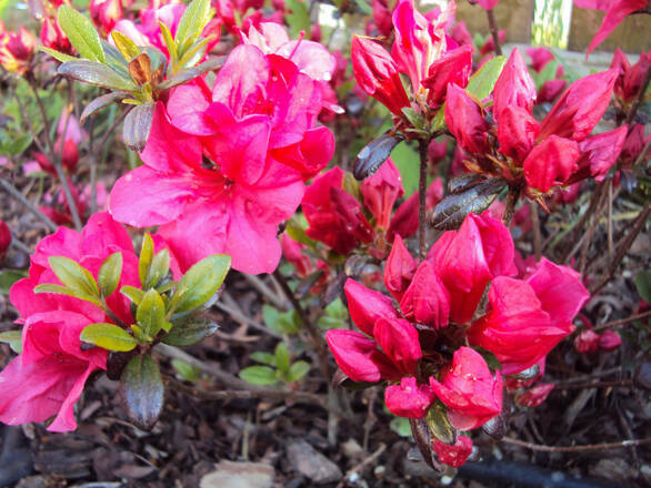 Azalia Japońska 'Rhododendron japonicum' Rubinetta - zdjęcie główne
