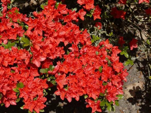 Azalia Japońska 'Rhododendron japonicum' Geisha Orange - zdjęcie główne