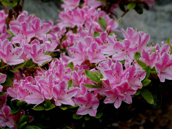  Azalia Japońska  'Rhododendron japonicum' Kermesina Rese Różowa - zdjęcie główne