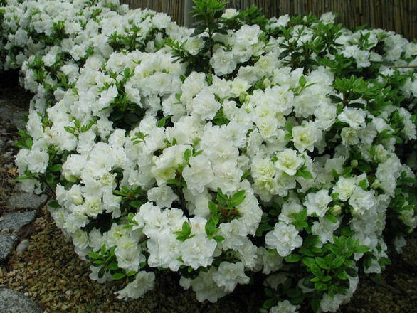  Azalia Japońska  'Rhododendron japonicum' Albiflorum Biała - zdjęcie główne